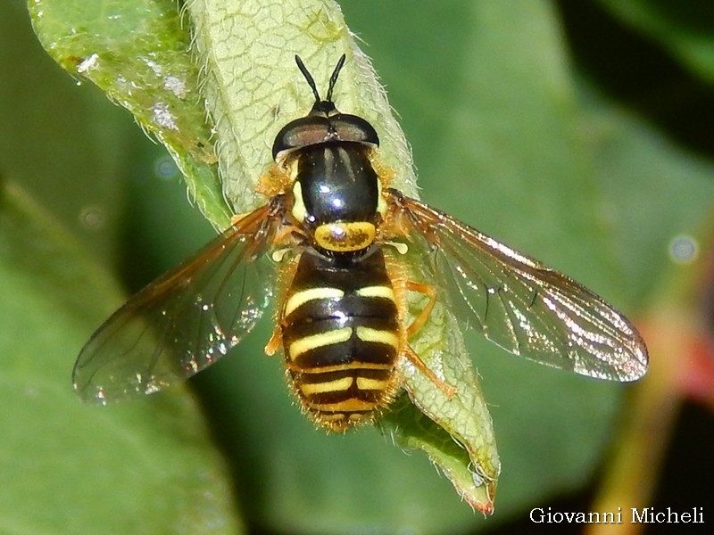 Chrysotoxum intermedium, maschio (Syrphidae)